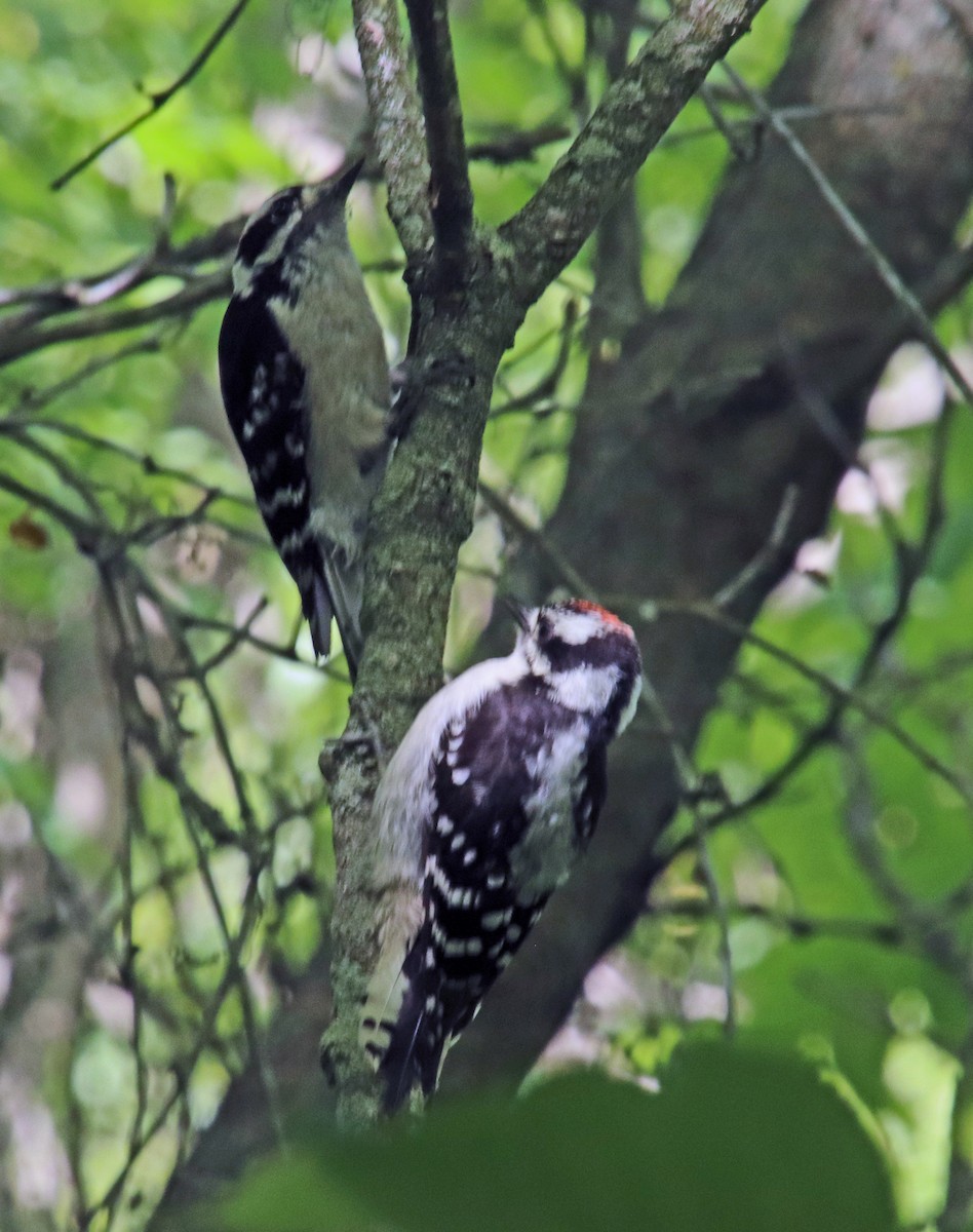 Downy Woodpecker - ML620383898