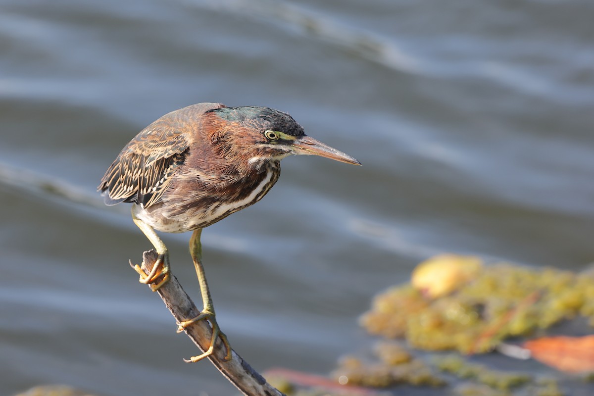 Green Heron - ML620383900