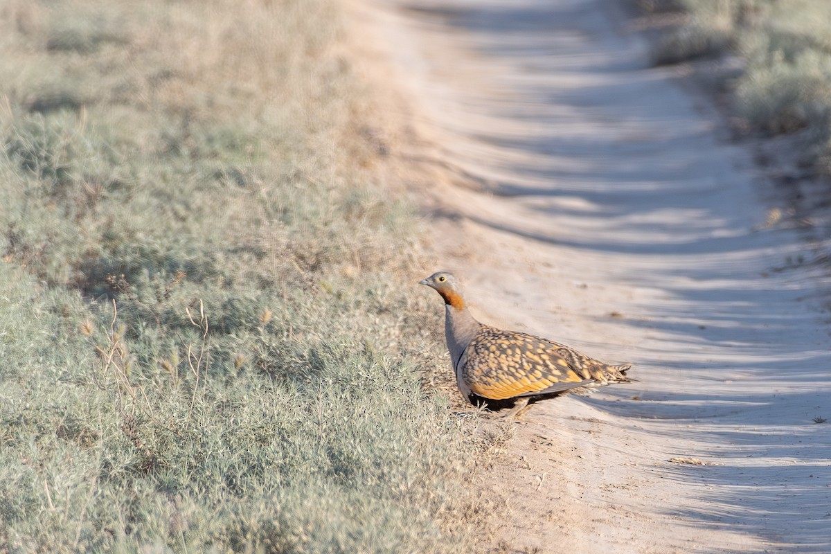 Black-bellied Sandgrouse - ML620383901