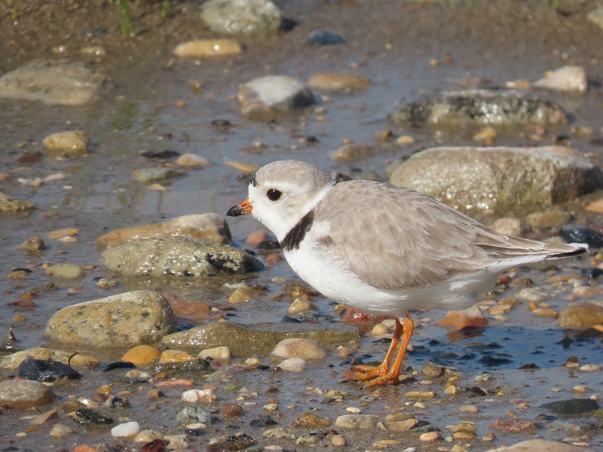 Piping Plover - ML620383903