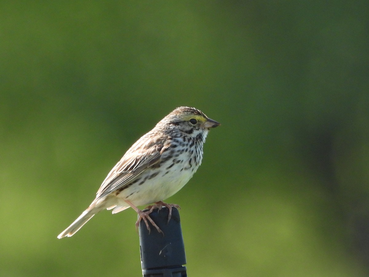 Savannah Sparrow - ML620383906