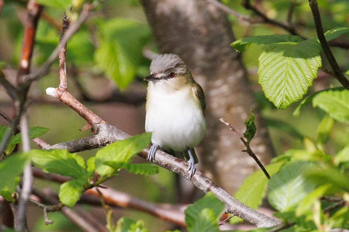 Vireo Ojirrojo - ML620383907