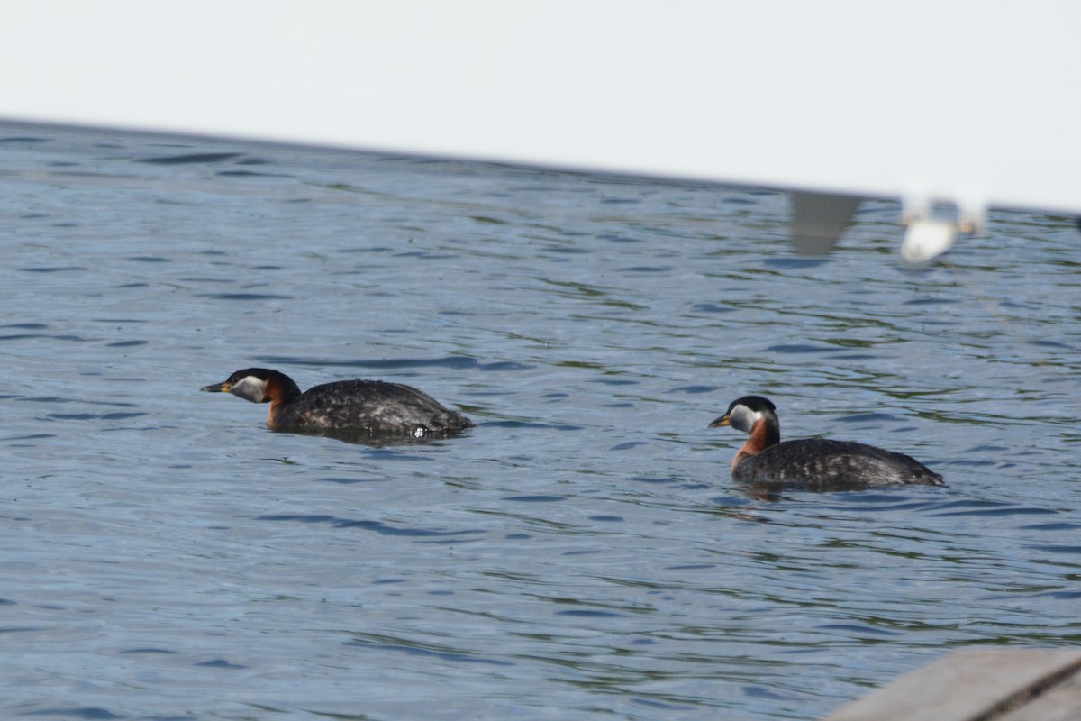 Red-necked Grebe - ML620383910