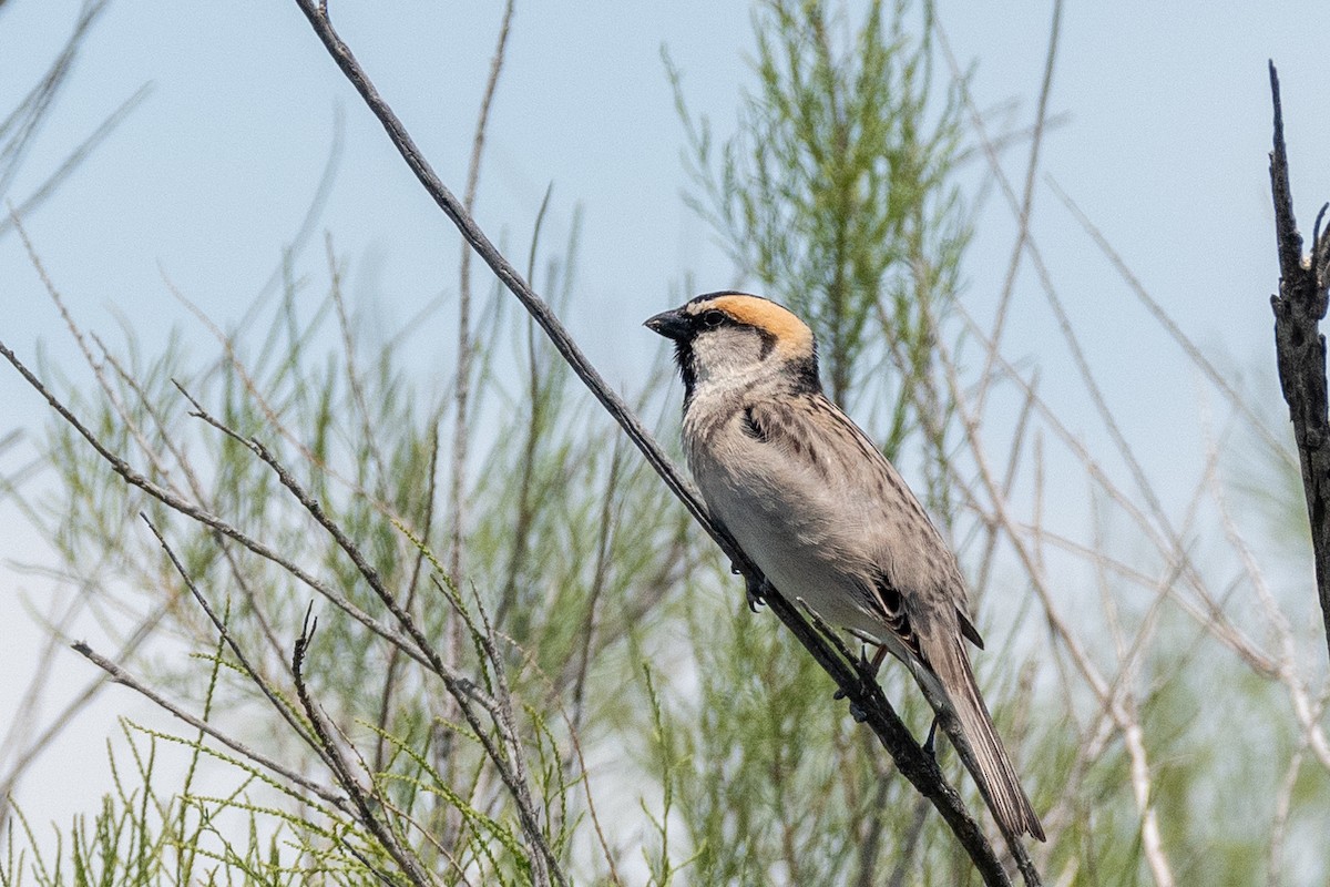 Moineau des saxaouls - ML620383912