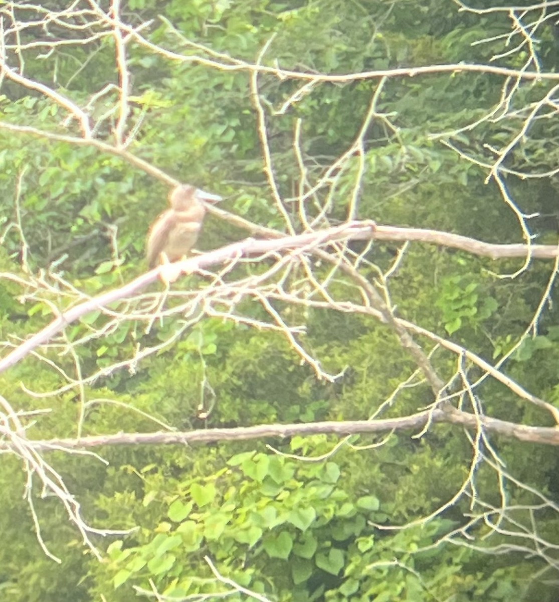 Brown Booby - ML620383915