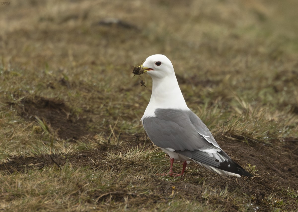 Red-legged Kittiwake - ML620383933