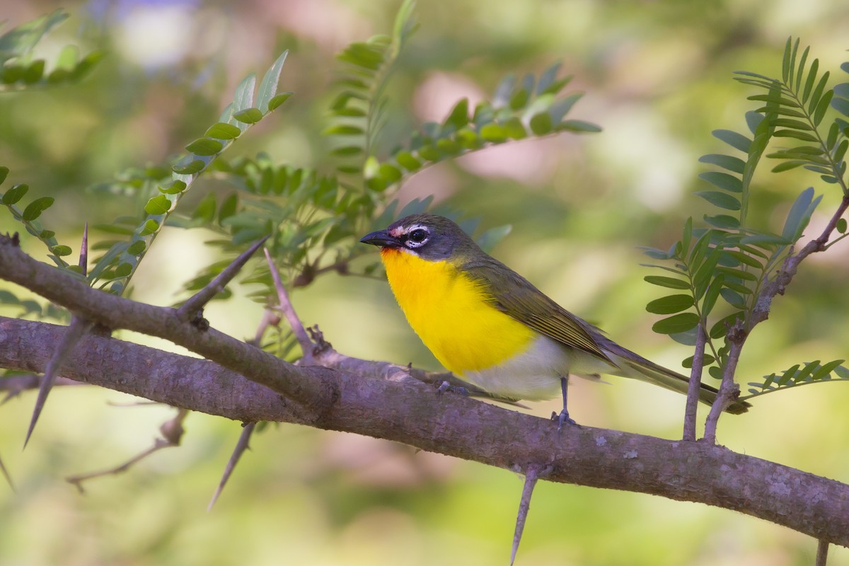Yellow-breasted Chat - ML620383940