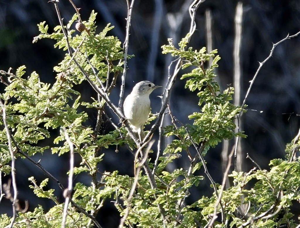 Lucy's Warbler - ML620383941