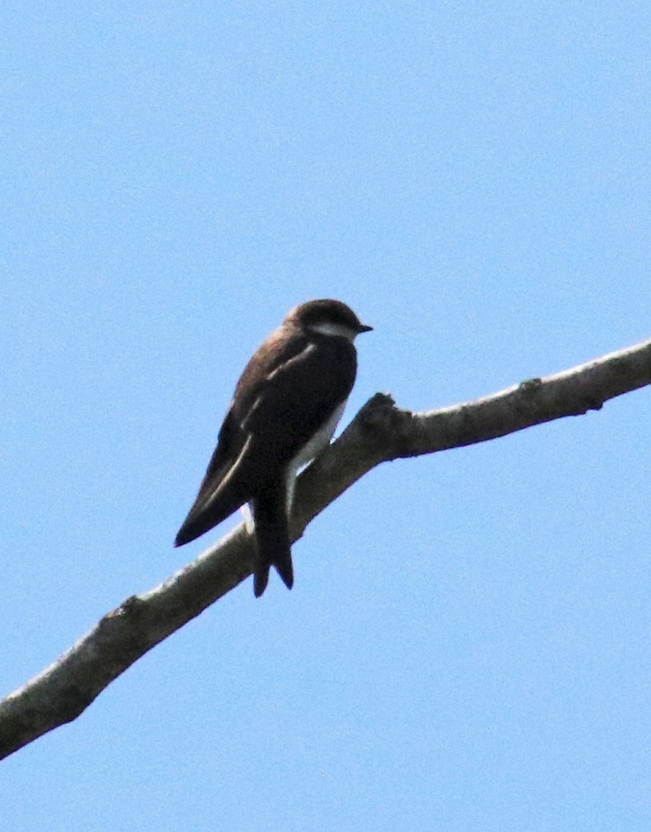 Northern Rough-winged Swallow - ML620383943