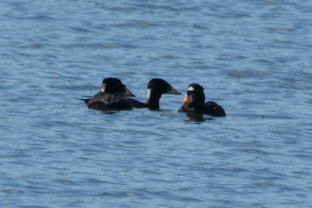 Surf Scoter - ML620383945