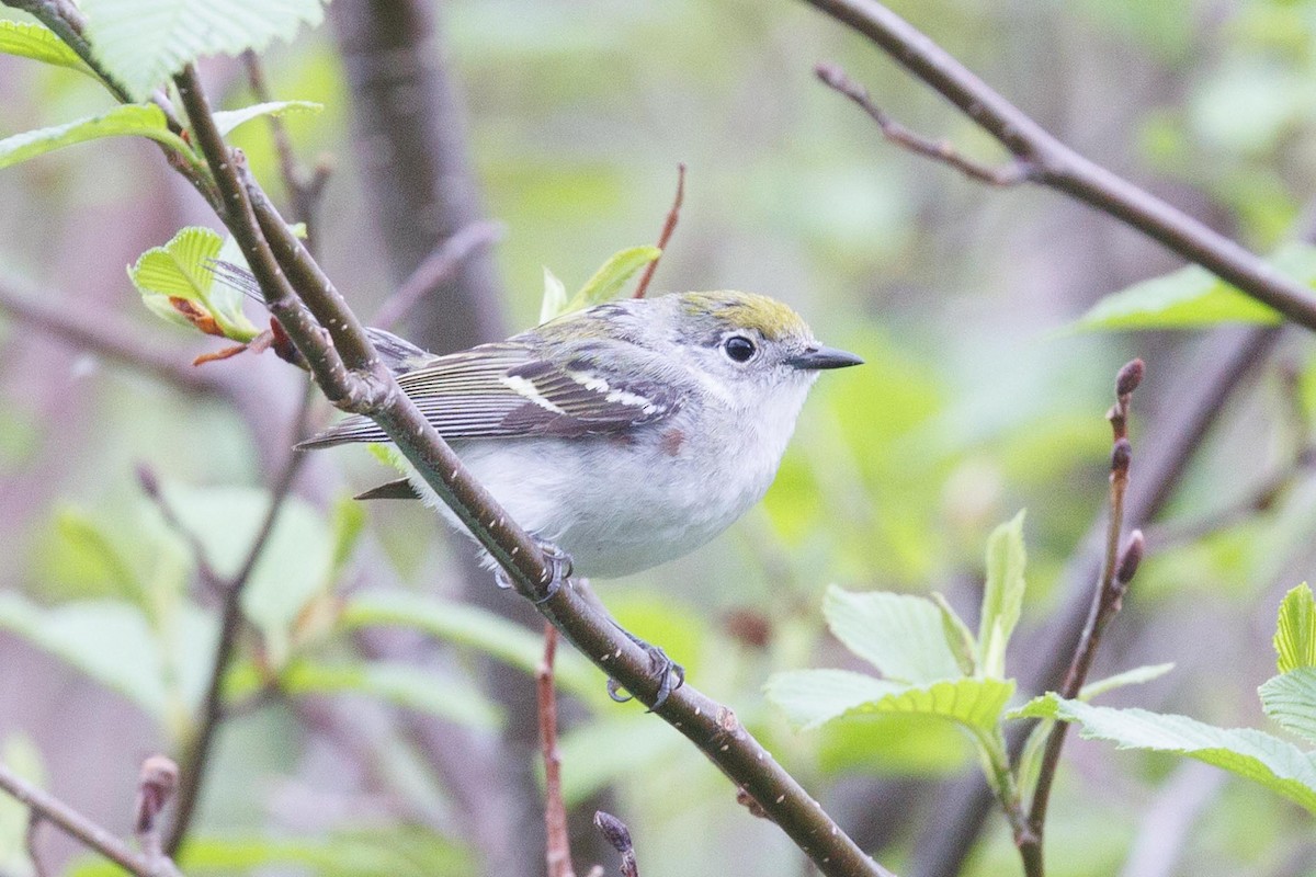 Chestnut-sided Warbler - ML620383949