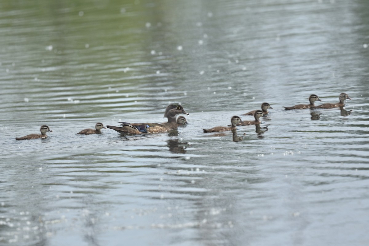 Wood Duck - ML620383954