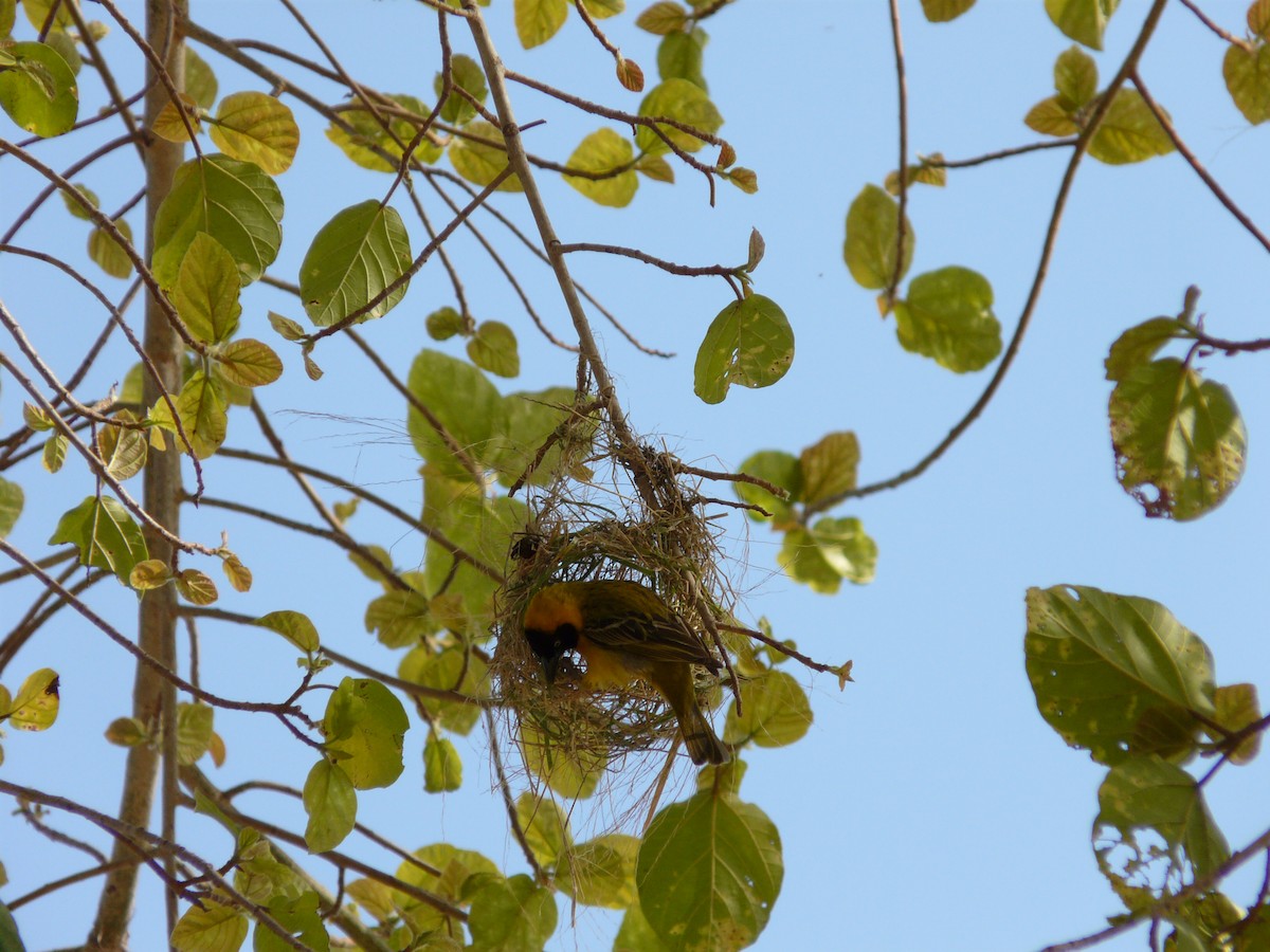 Lesser Masked-Weaver - ML620383962