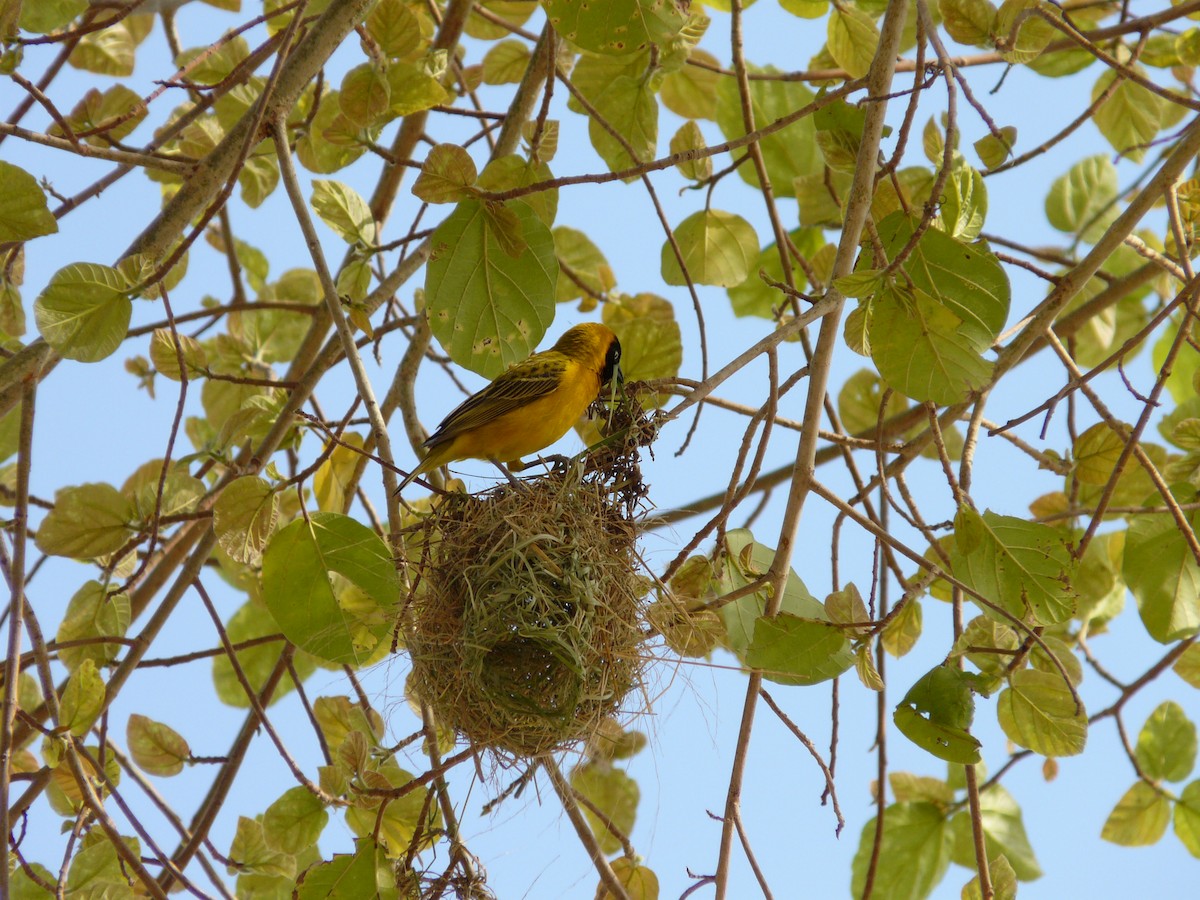 Lesser Masked-Weaver - ML620383964