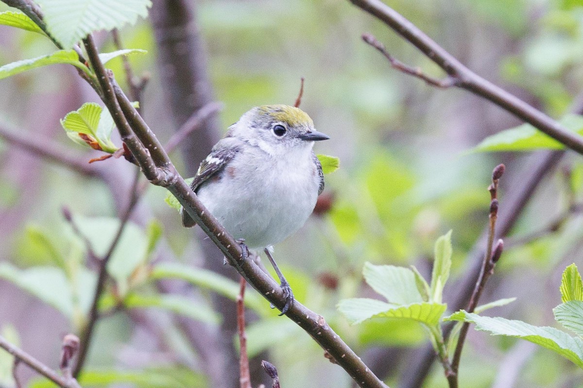 Chestnut-sided Warbler - Ethel Dempsey