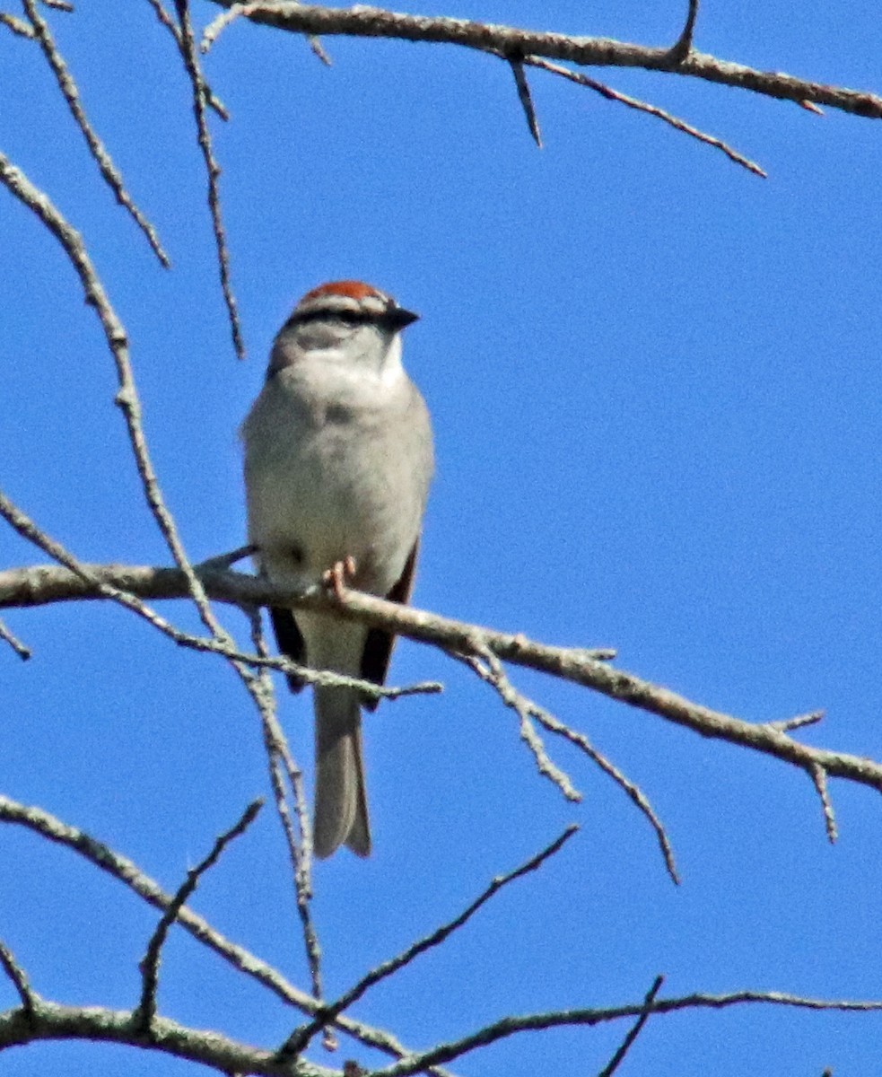Chipping Sparrow - ML620383966