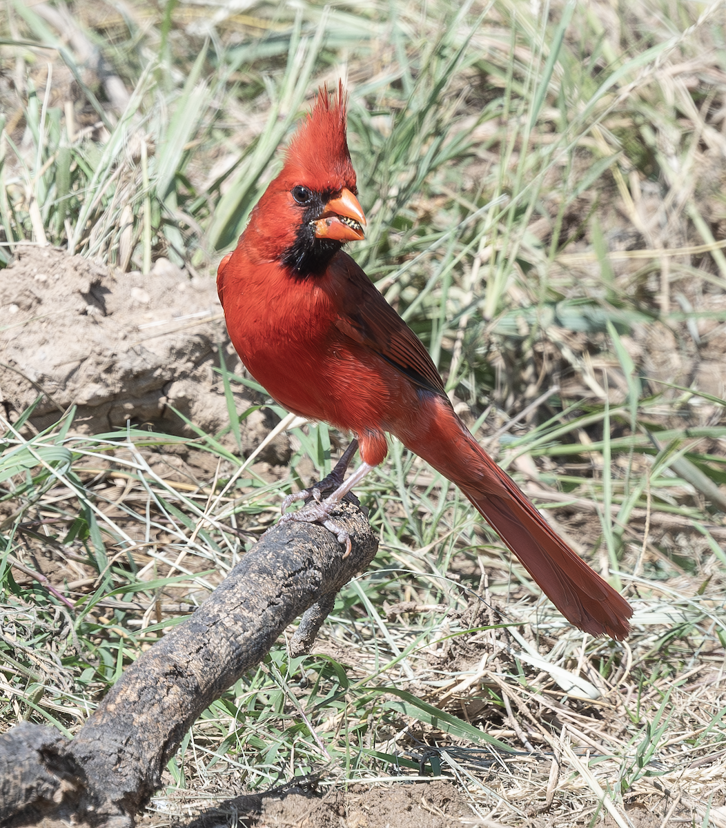 Cardinal rouge - ML620383967