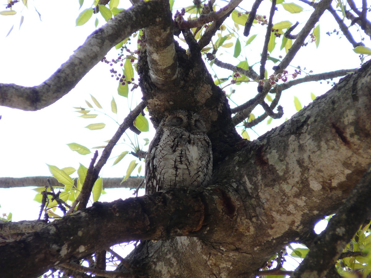 African Scops-Owl - ML620383976