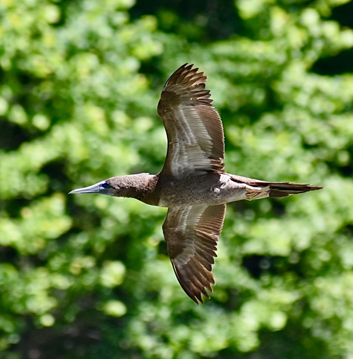 Brown Booby - ML620383999