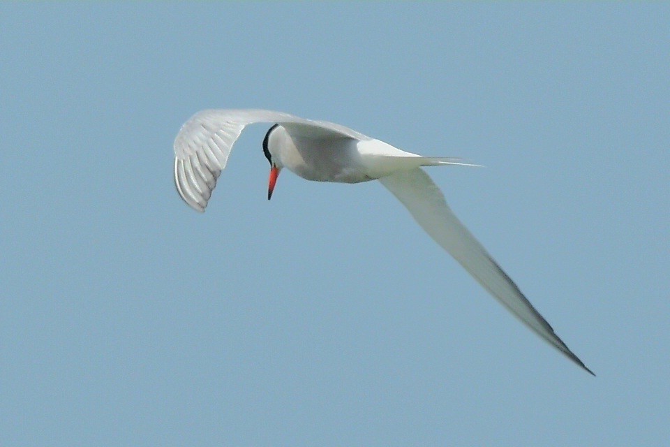 Common Tern - ML620384003