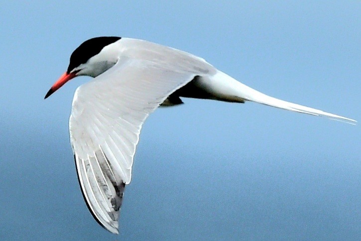 Common Tern - ML620384004