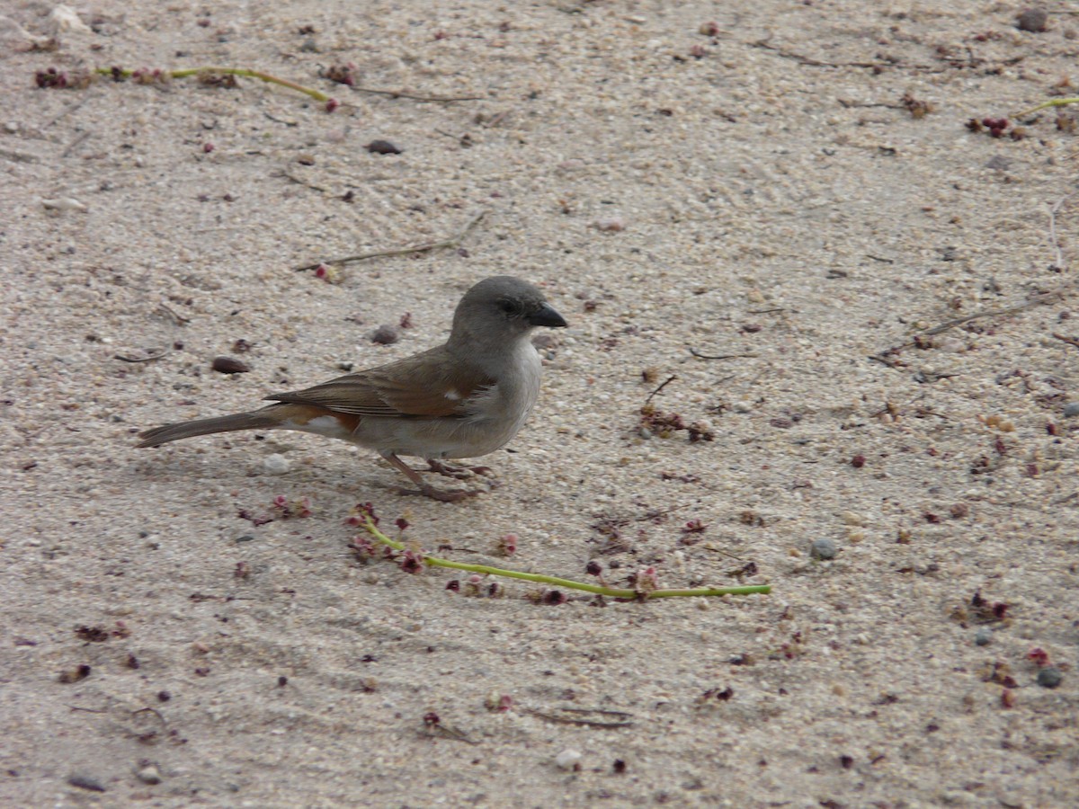 Southern Gray-headed Sparrow - ML620384008