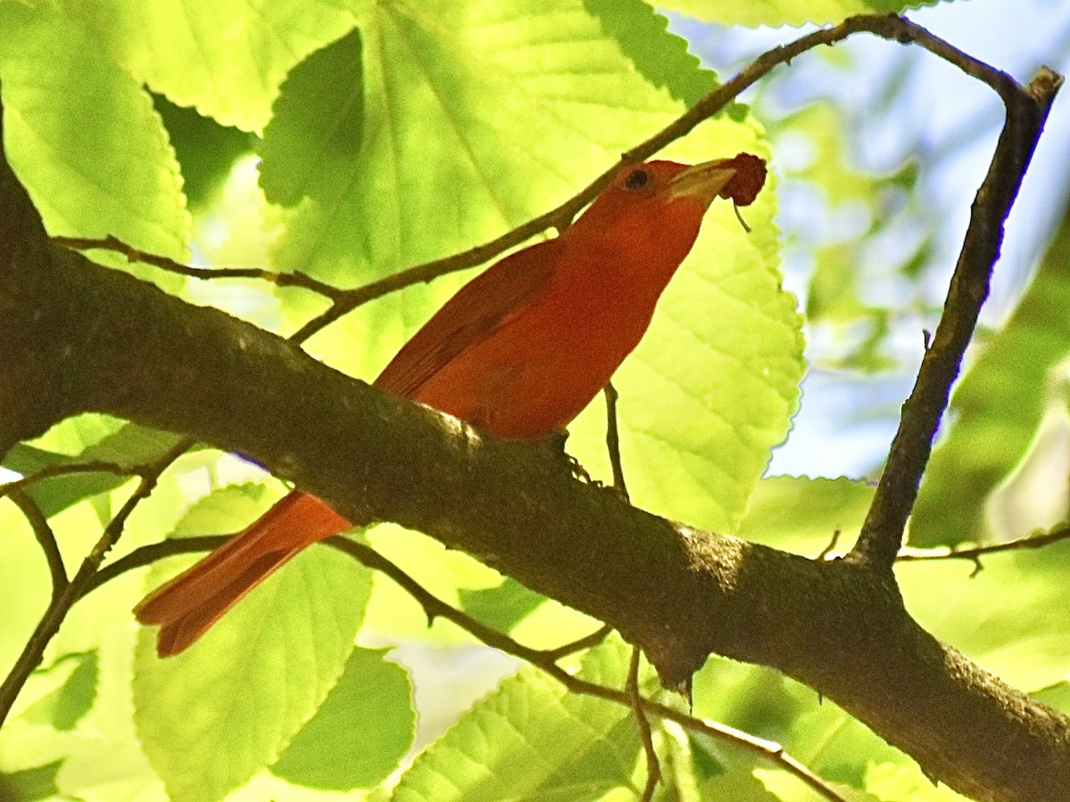 Summer Tanager - ML620384021