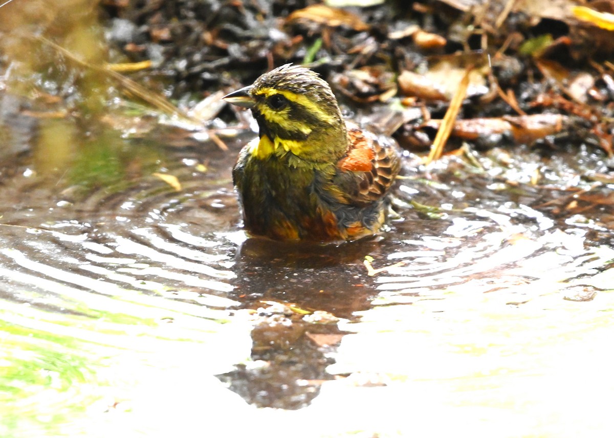 Cirl Bunting - ML620384022