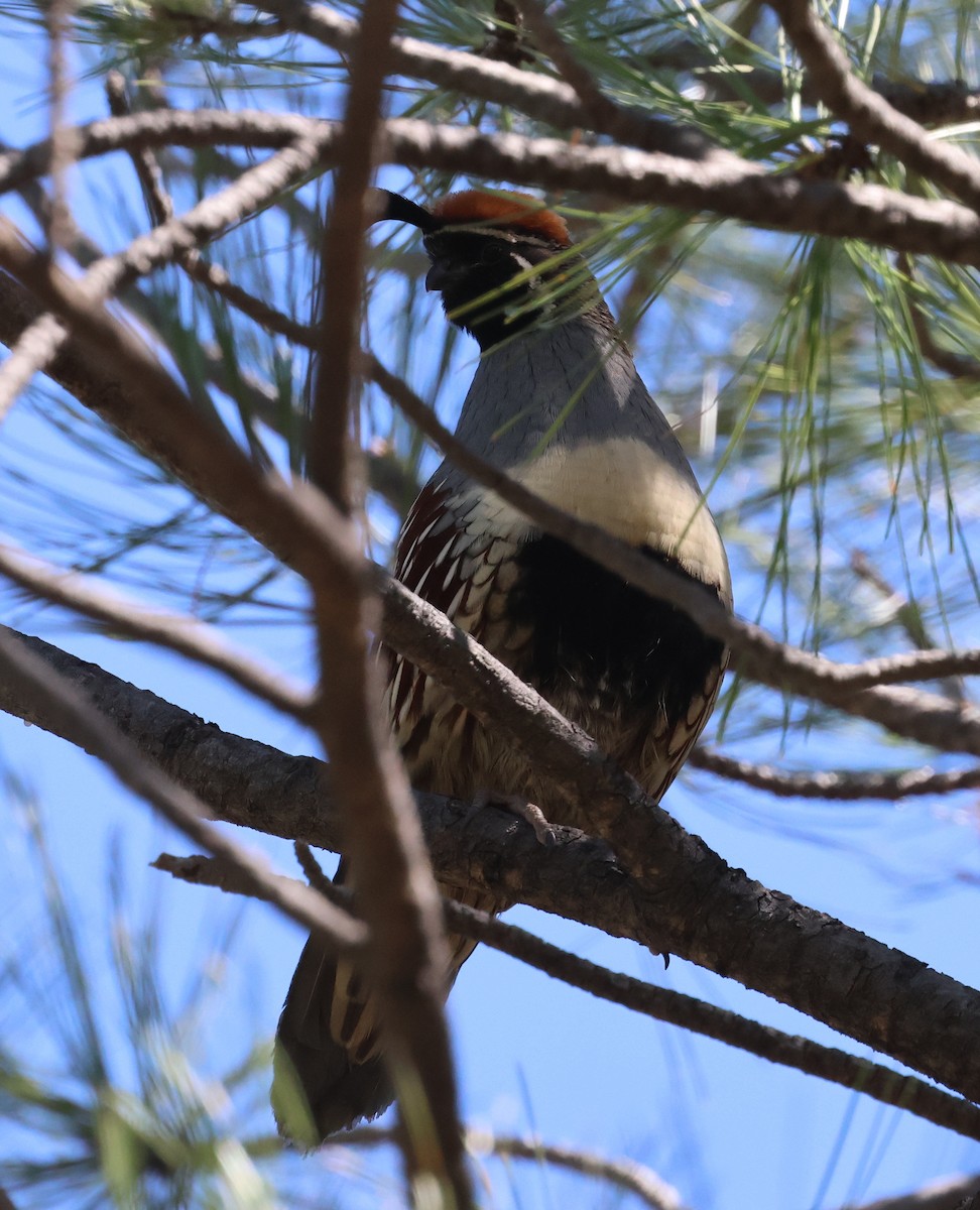 Gambel's Quail - ML620384023