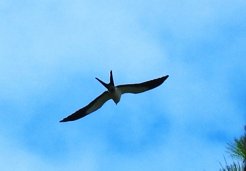 Swallow-tailed Kite - ML620384026