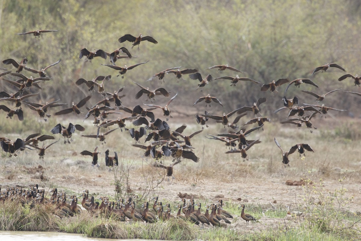 White-faced Whistling-Duck - ML620384036