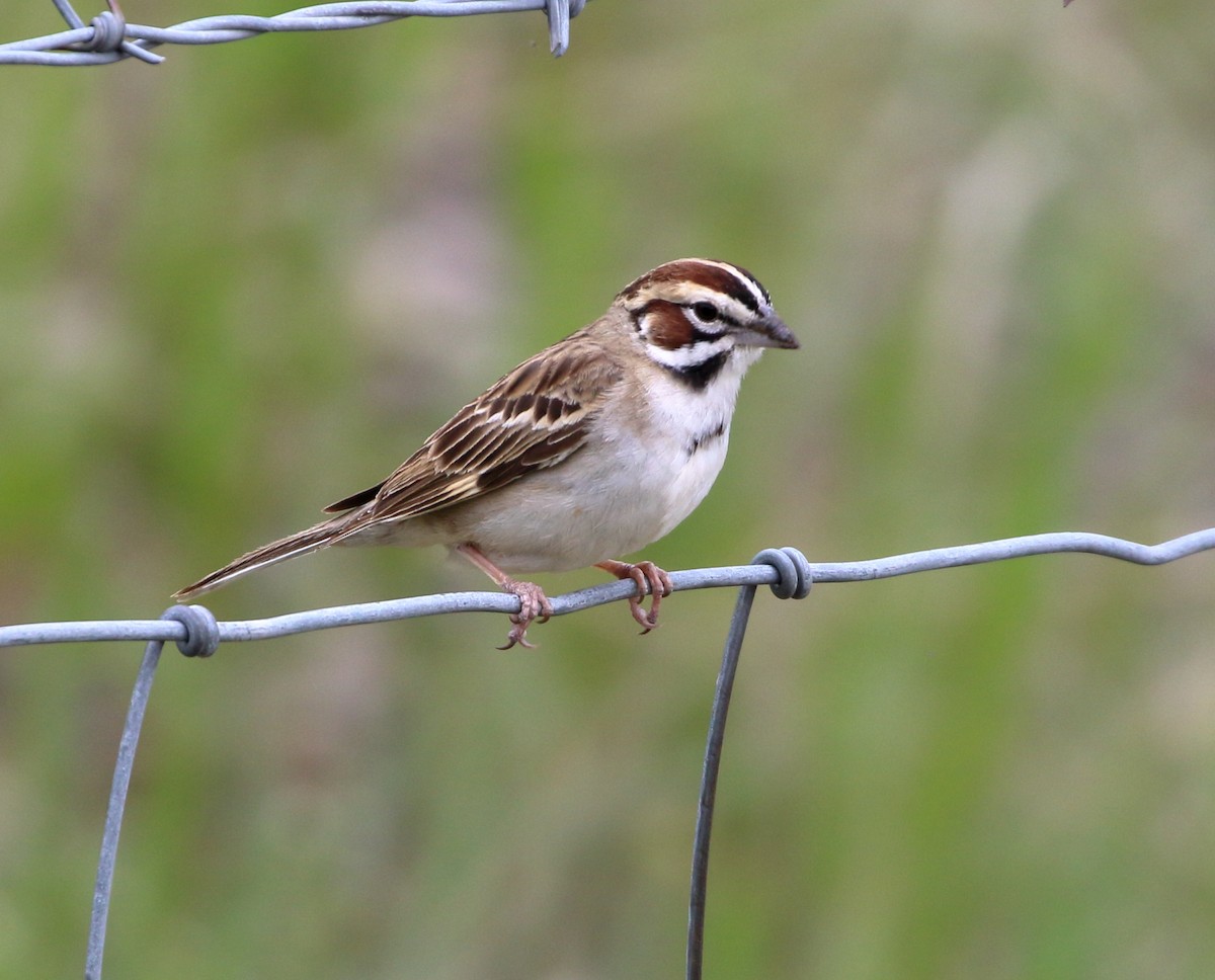 Lark Sparrow - ML620384038