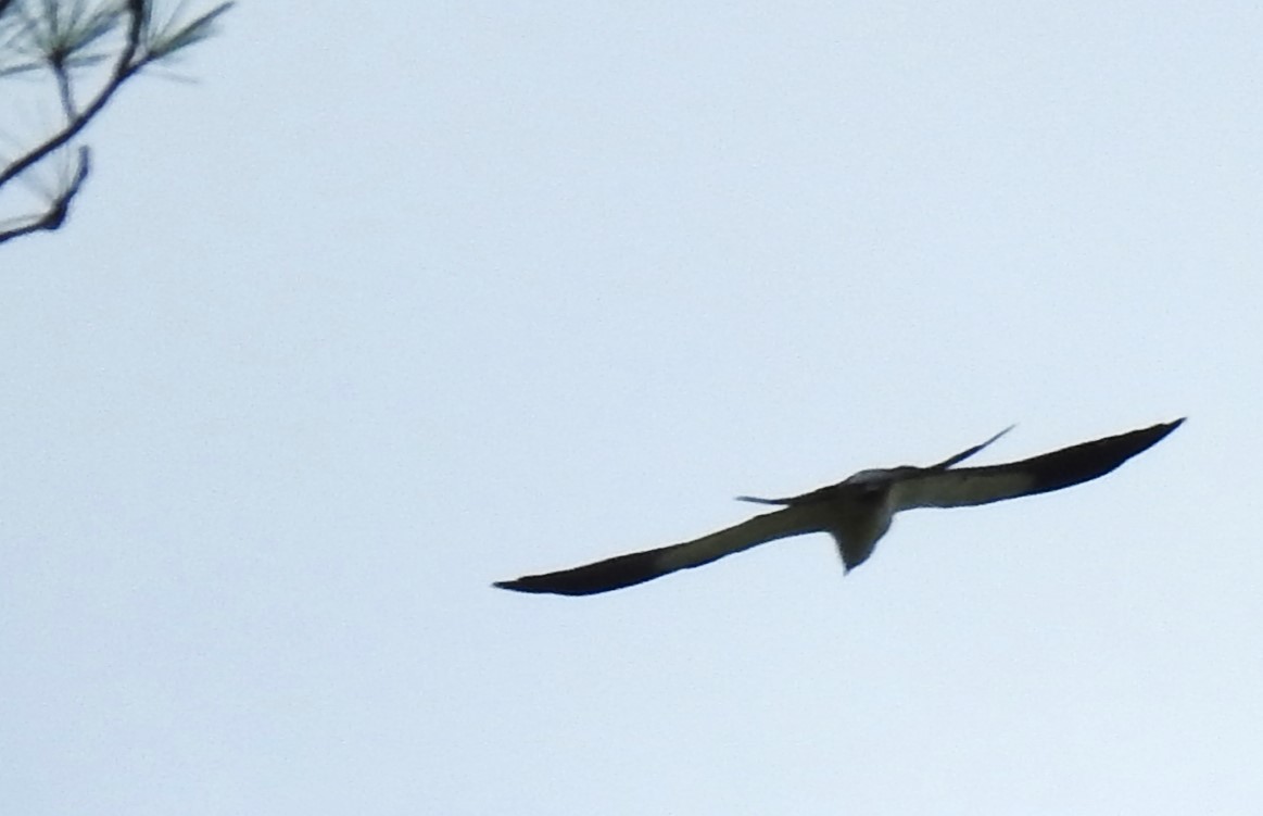 Swallow-tailed Kite - ML620384040
