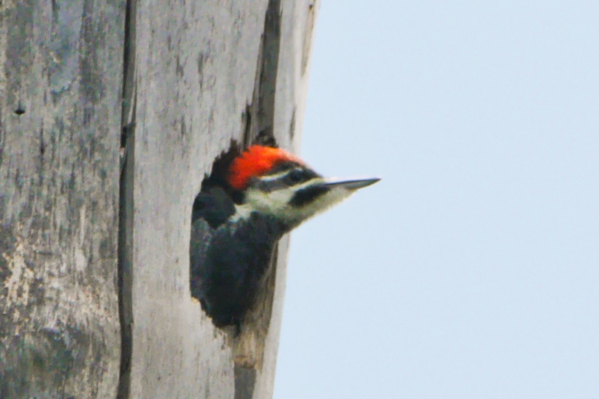 Pileated Woodpecker - ML620384052