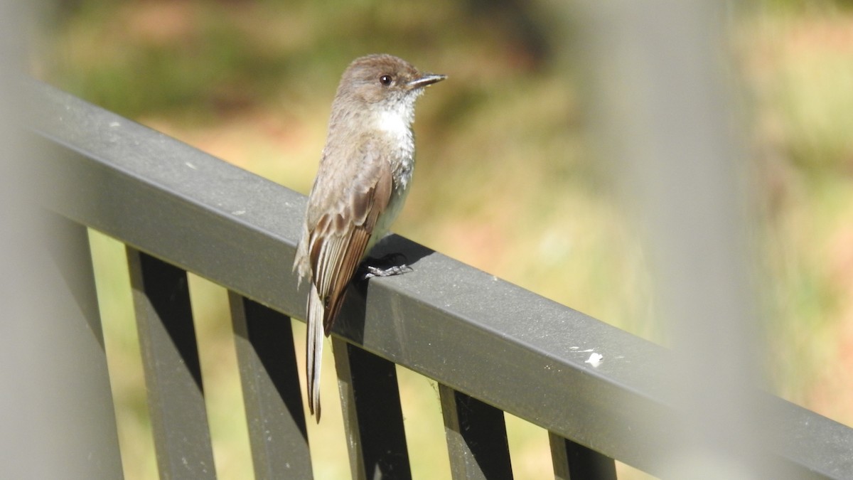 Eastern Phoebe - ML620384059