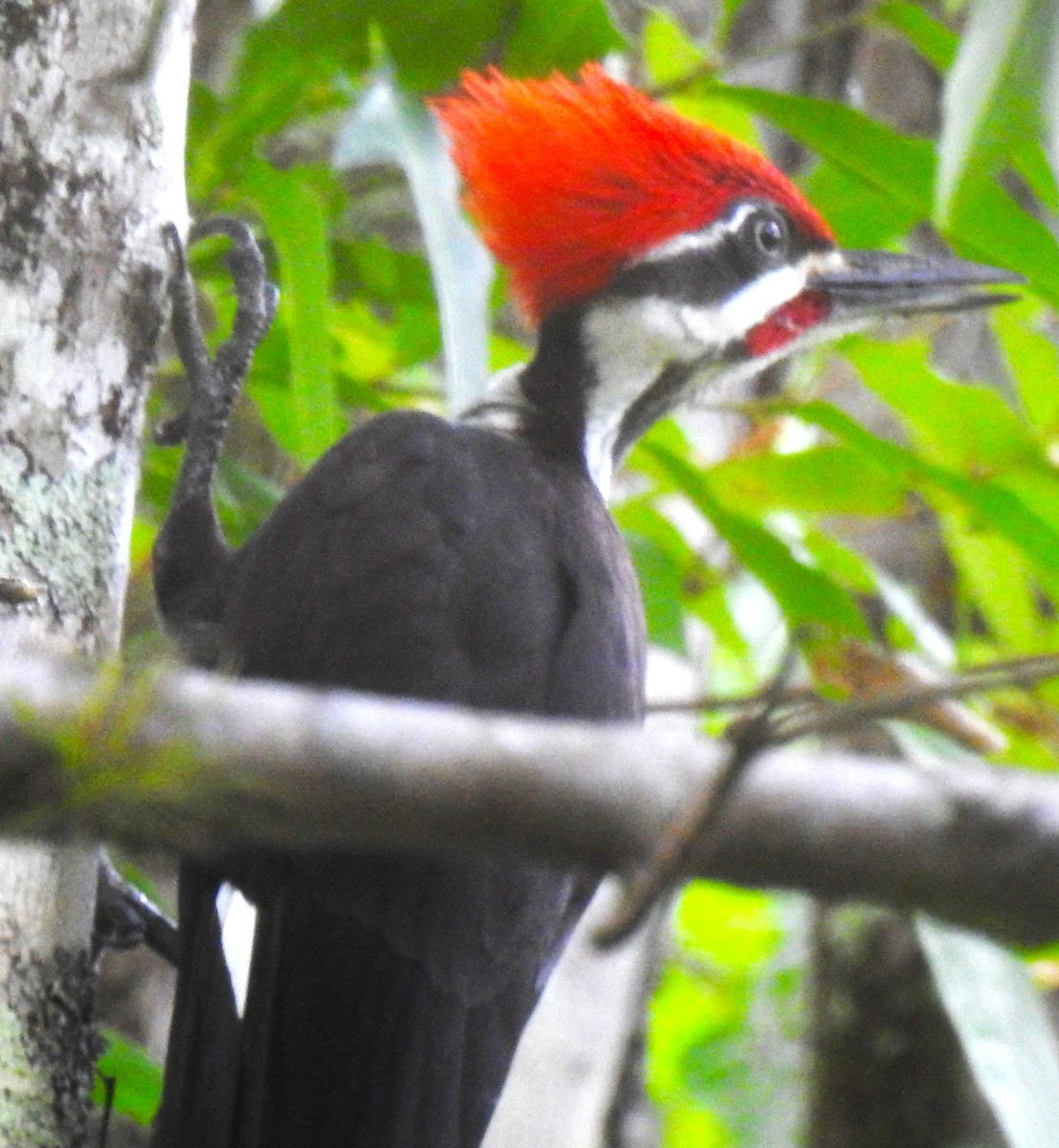 Pileated Woodpecker - Lucio 'Luc' Fazio