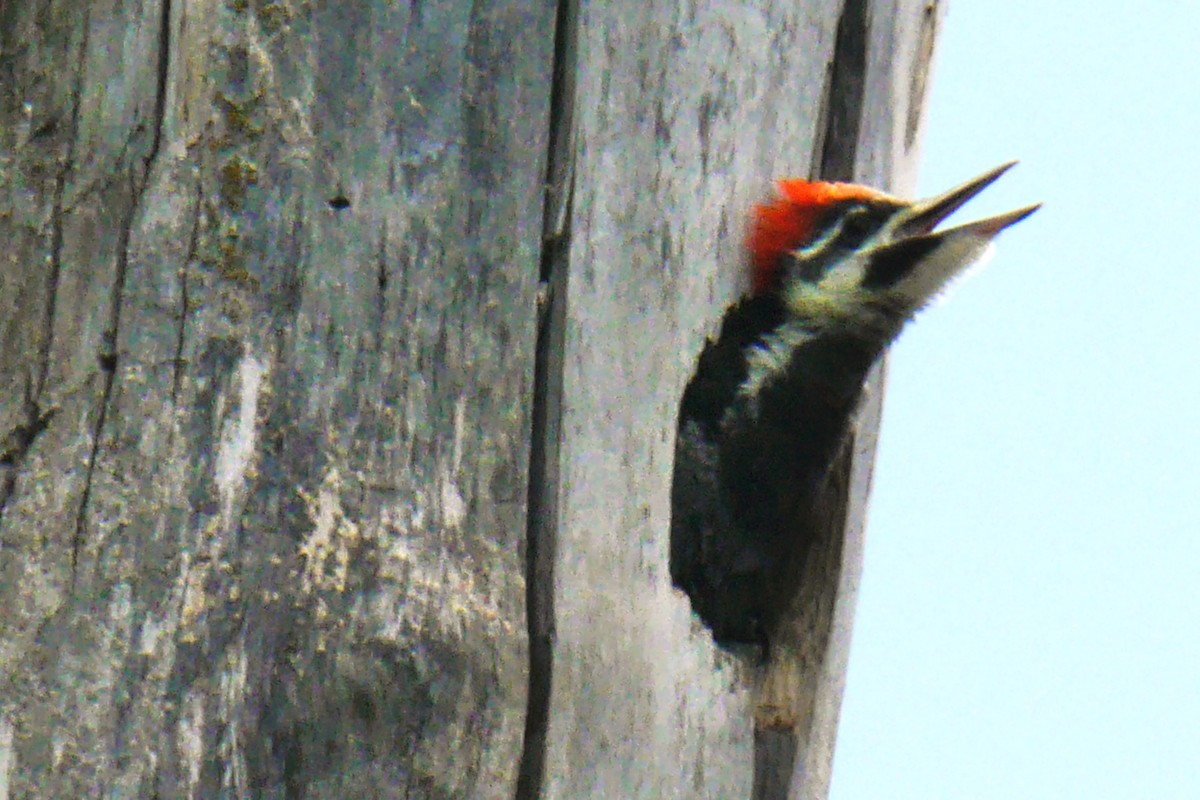 Pileated Woodpecker - ML620384062