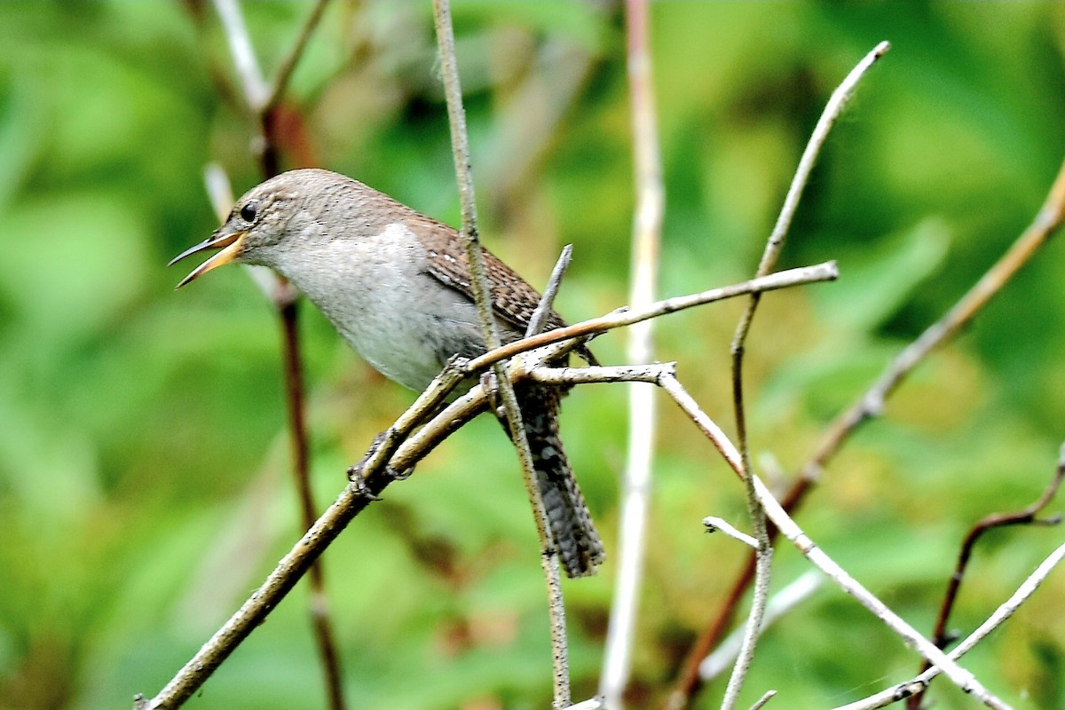 House Wren - ML620384068