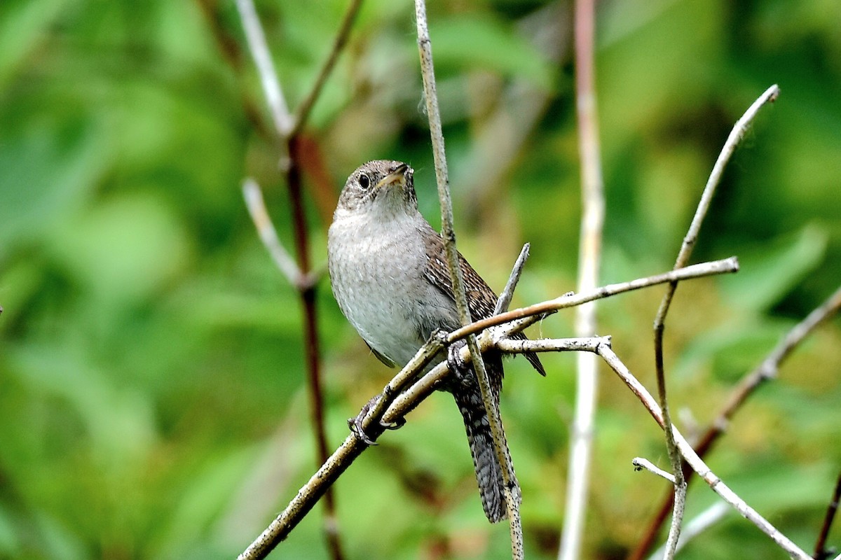 House Wren - ML620384069