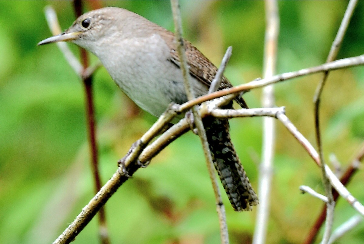 Chochín Criollo - ML620384070