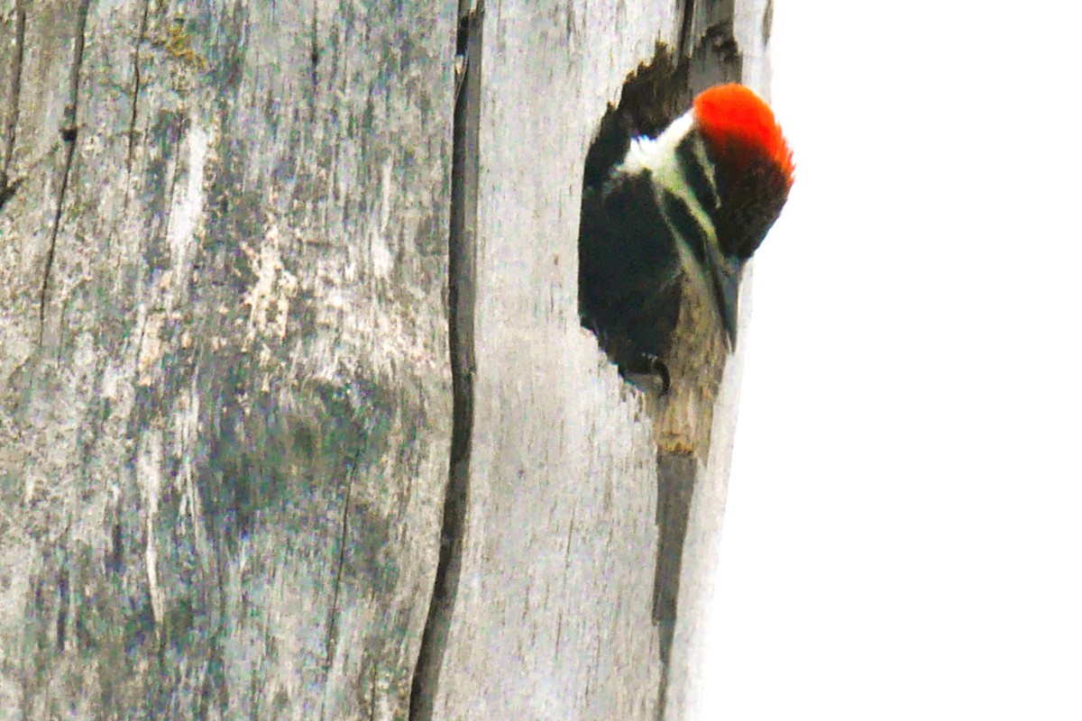 Pileated Woodpecker - ML620384073