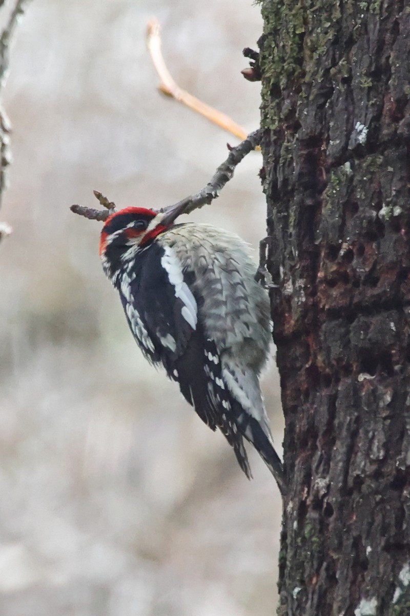 Red-naped x Red-breasted Sapsucker (hybrid) - ML620384078