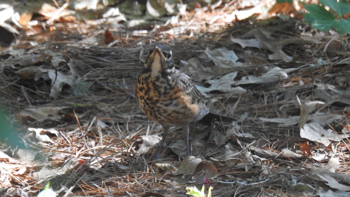 American Robin - ML620384080