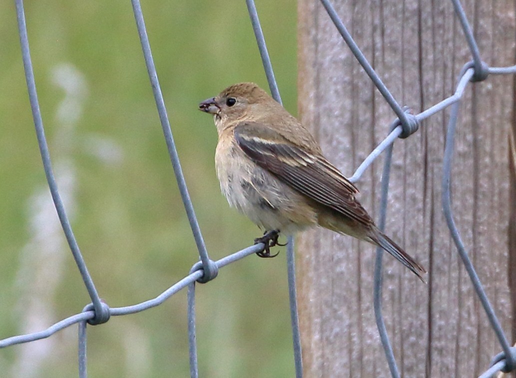 Lazuli Bunting - ML620384081