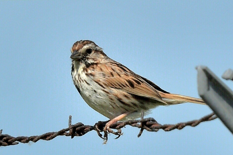 Song Sparrow - ML620384087