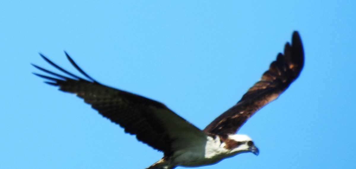 Águila Pescadora - ML620384091