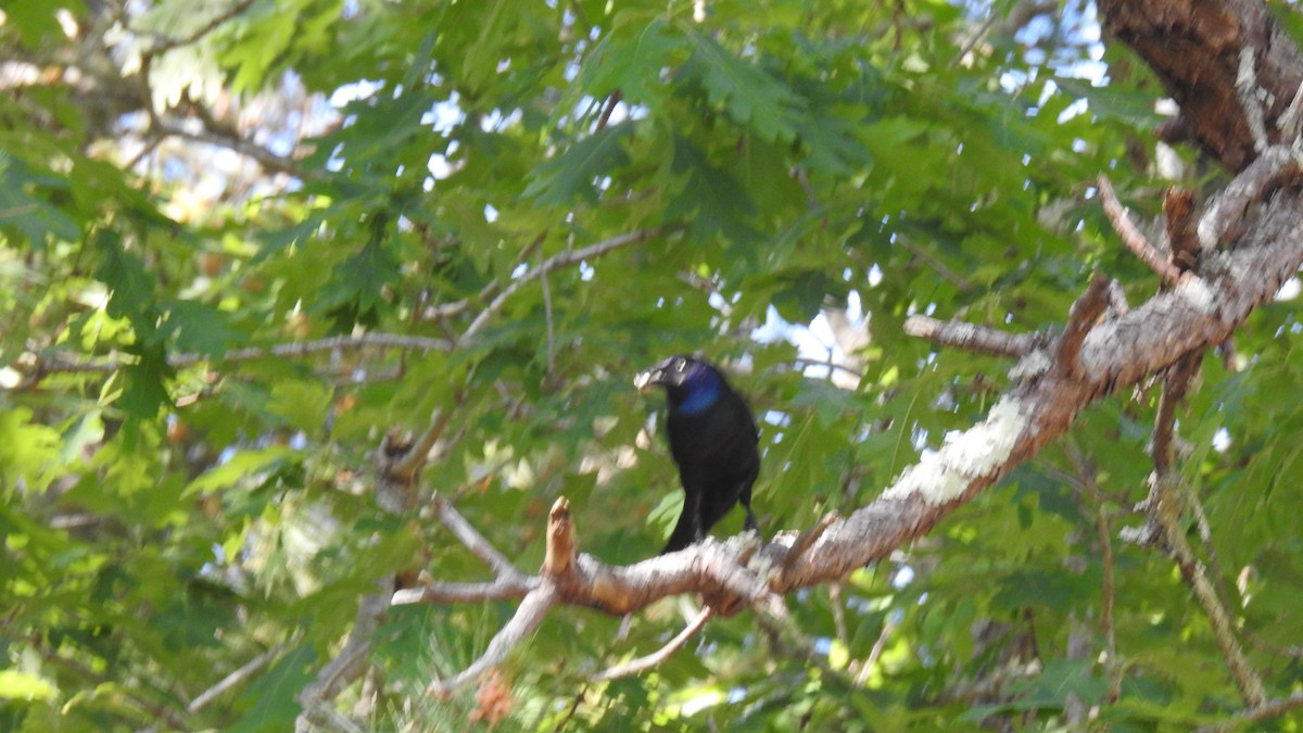 Common Grackle - ML620384096