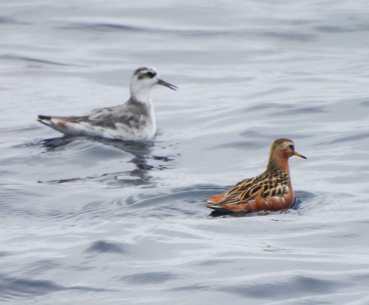 Red Phalarope - ML620384104