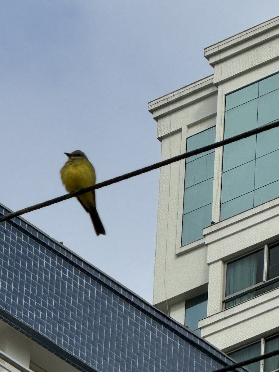 Tropical Kingbird - ML620384108