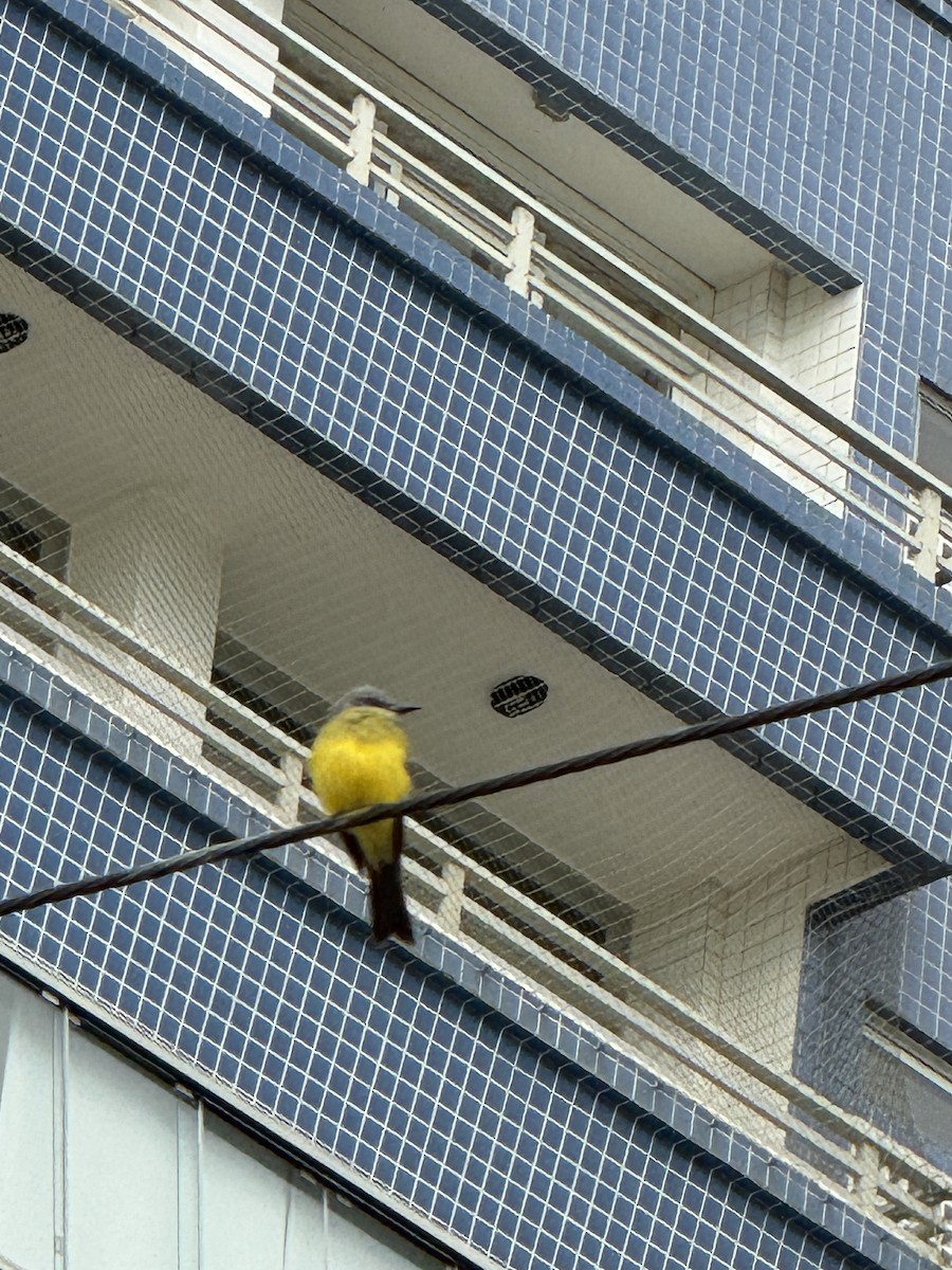 Tropical Kingbird - ML620384110